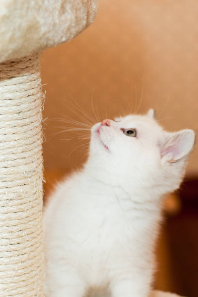 istock beautiful little kitten of white color 939755154