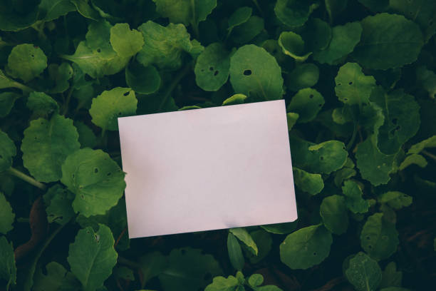 istock Blank white rectangular paper on green leaves with branch in vintage tone 939755218