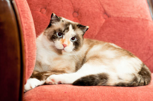 istock the cat is sitting in a chair 939758218