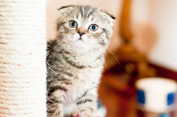 istock beautiful little gray kitten 939758636