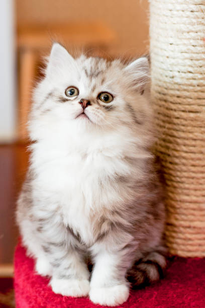istock beautiful little fluffy kitten indoors 939758984
