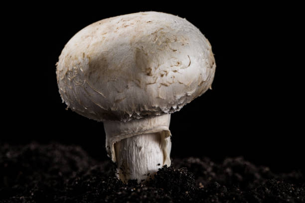 istock One Fresh growing mashroom in the ground. Black background 939761488