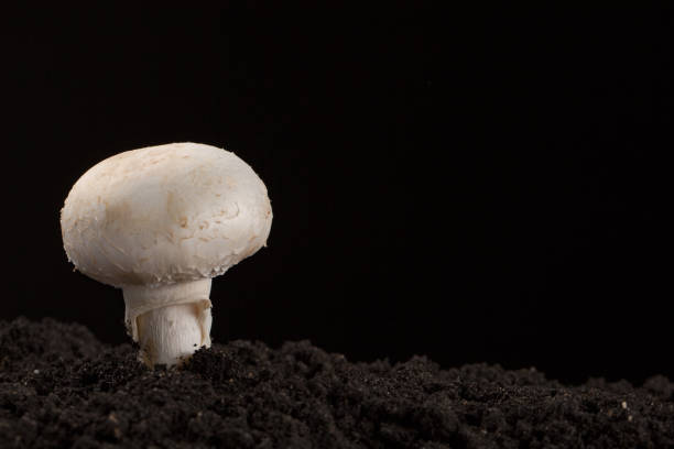 istock One Fresh growing mashroom in the ground. Black background 939761578