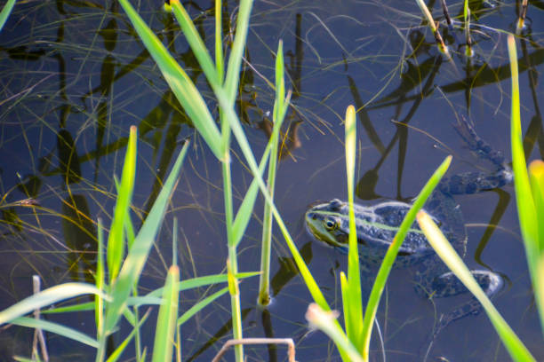 istock Frog in the swamp. 939763026