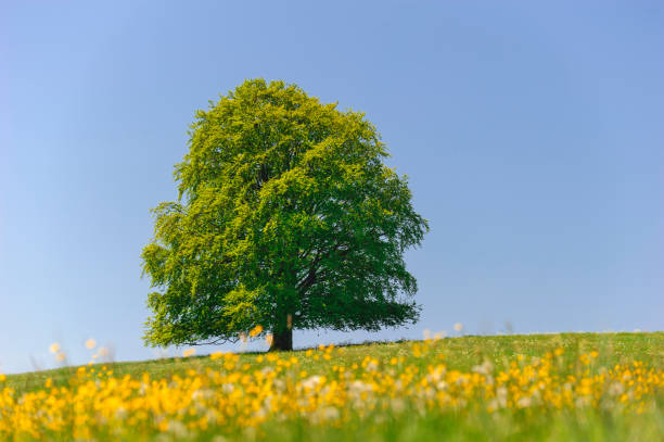 istock single big beech tree in field with perfect treetop 939770756