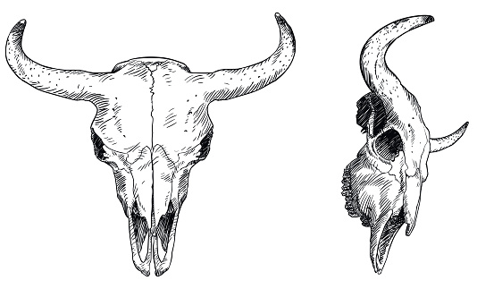istock Bison skull 939770978