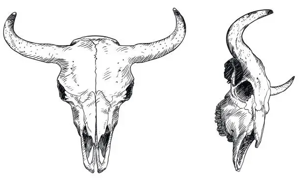 Vector illustration of Bison skull