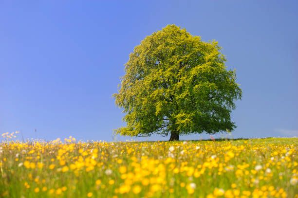 istock single big beech tree in field with perfect treetop 939771188