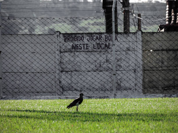 A little black bird on the grass of a soccer field, with defocused wall on the background with a pixation saying \