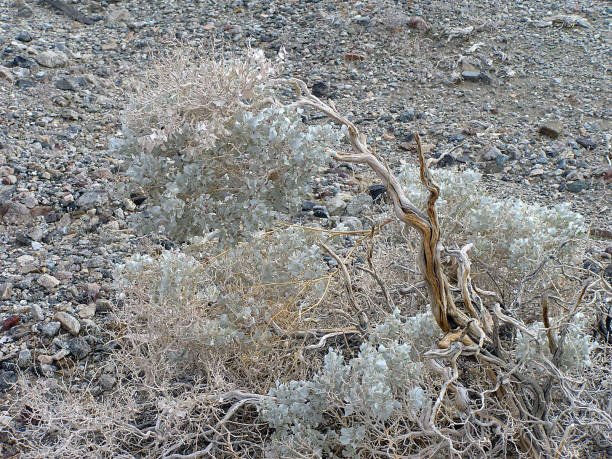 istock Death Valley National Park 939771858