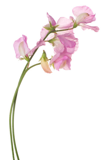 istock sweetpea flower on white 939772126