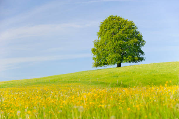 istock single big beech tree in field with perfect treetop 939772142