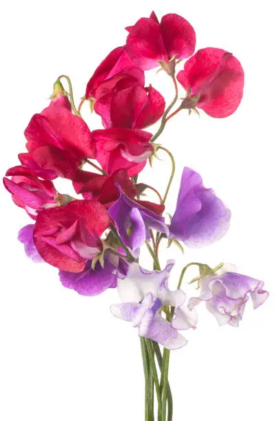 Studio Shot of Multicolored Sweet Pea Flowers Isolated on White Background. Large Depth of Field (DOF). Macro.