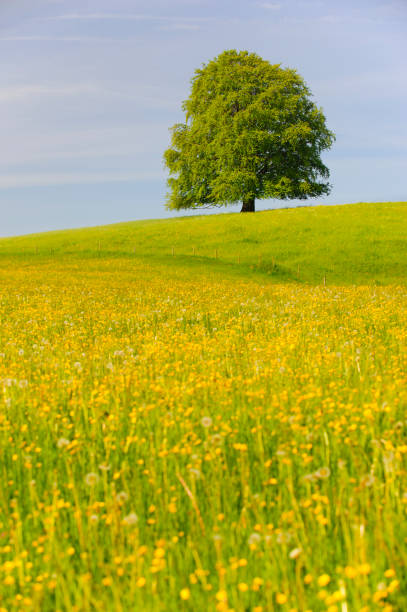 istock single big beech tree in field with perfect treetop 939772920