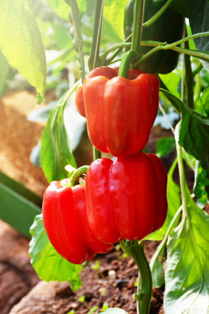 pimentão vermelho. - food thailand red pepper - fotografias e filmes do acervo