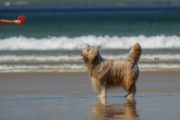 Bearded Collie looking at red ball