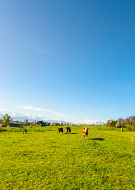 Cow grazing on the meadow in Switzerland. Climate change.