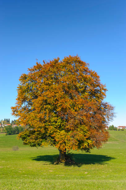istock single big beech tree in field with perfect treetop 939778552