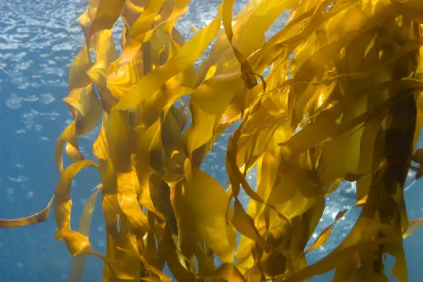 Kelp growing underwater