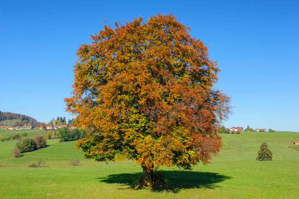 istock single big beech tree in field with perfect treetop 939778718