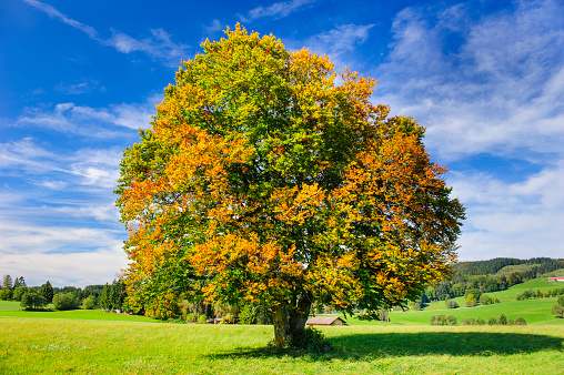 single big beech tree in field with perfect treetop in autumn