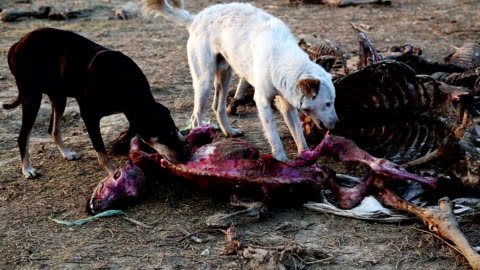 Dogs Eating Dead Animal Stock Video - Download Video Clip Now - Agriculture, Animal, Animal Blood - iStock Dogs Eating Dead Animal Stock Video - Download Video Clip Now - Agriculture, Animal, Animal Blood - iStock