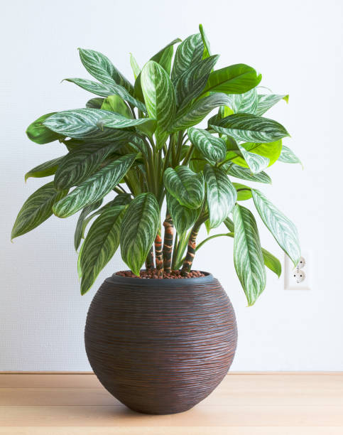 istock Living room with Aglaonema houseplant and wall socket 939779940