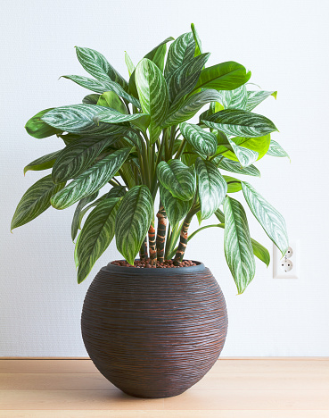 Light living room with Aglaonema houseplant in round pot and wall socket