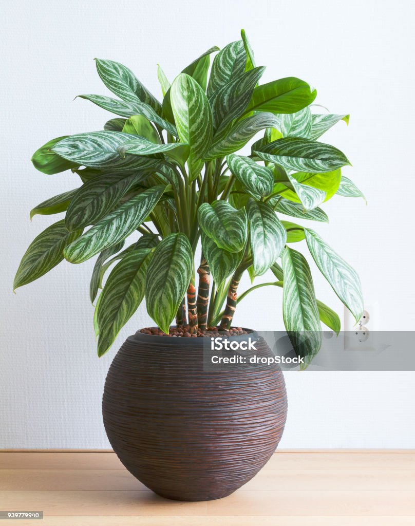 Living room with Aglaonema houseplant and wall socket Light living room with Aglaonema houseplant in round pot and wall socket Flower Pot Stock Photo