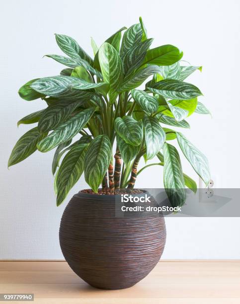 Living Room With Aglaonema Houseplant And Wall Socket Stock Photo - Download Image Now