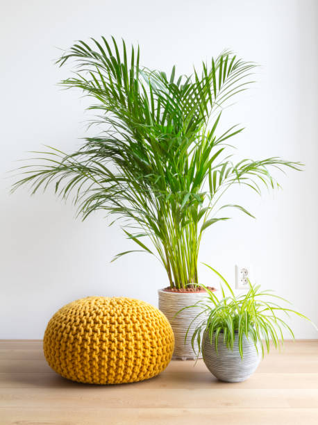 Bright living room with houseplants and knitted pouf on the floor Vertical image of a bright living room with houseplants and pouf on the floor in front of a white wall spider plant photos stock pictures, royalty-free photos & images