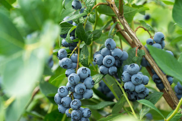 arándanos frescos en la rama en una finca de campo de arándanos. - blueberry fotografías e imágenes de stock