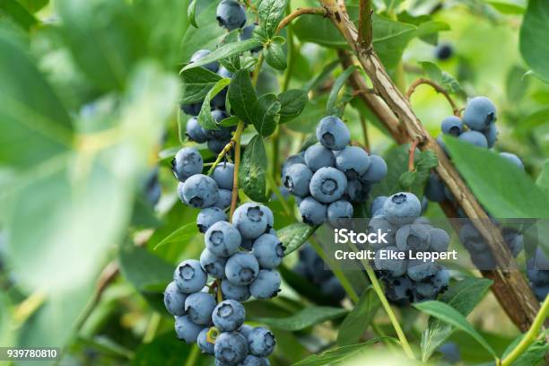 Fresh Blueberrys On The Branch On A Blueberry Field Farm Stock Photo - Download Image Now