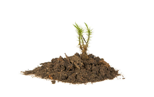 istock plant in the ground, isolated on a white background 939783256