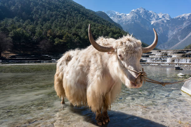 istock White Yak mammal in himalaya mountain. 939783608