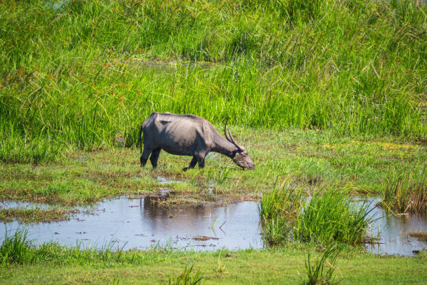 istock Buffalo feeding in a meadow 939787502