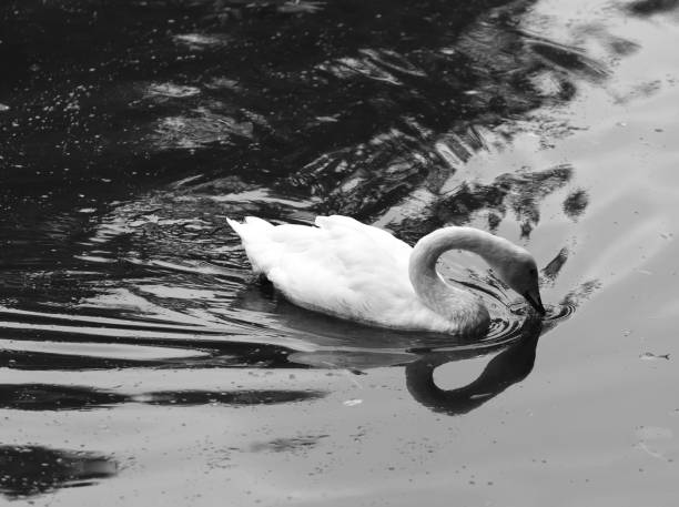 istock White swan in a lake. 939787664