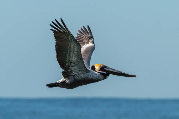 istock Pelican Flapping Wings in the Sky 939787730