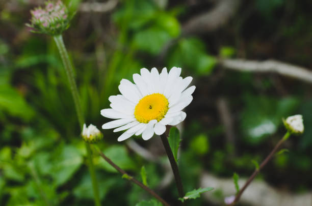 春に緑の自然空間のカモミール。 - vegetable garden green ground flower head ストックフォトと画像