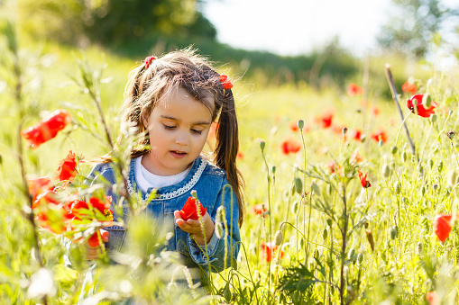 Little girl picking poppies in a field Little girl poppy field, jeans