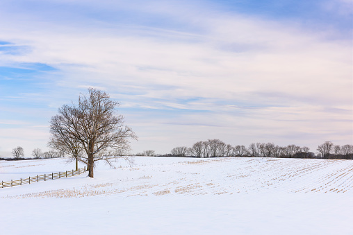 Large, bare tree in farm field after winter snow with wooden fence;  clouds and sky have soft color in early morning light.