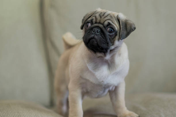 Pug Puppy Stock Photo - Download Image Now - Affectionate, Animal