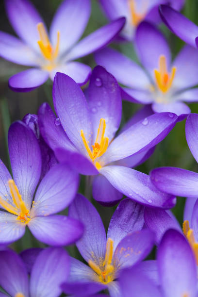 istock Closeup image of purple Crocus 939794008