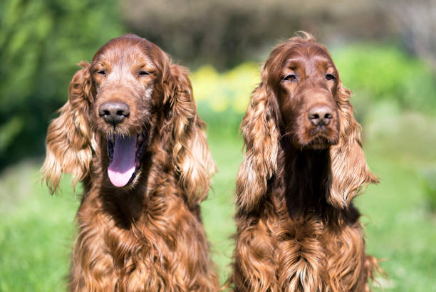 istock Happy Irish Setter dogs 939794780