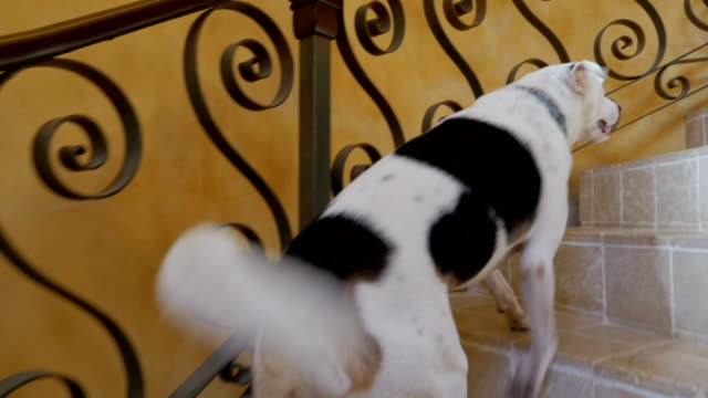 Camera follows a white and black dog walking up spiral stairs after his owner