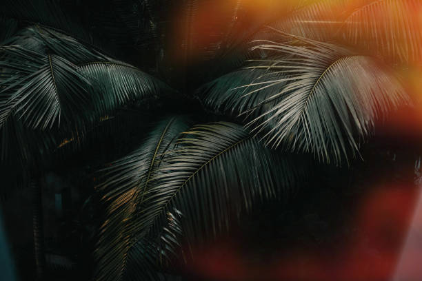 istock Dark green palm leaves pattern in orange light 939798702