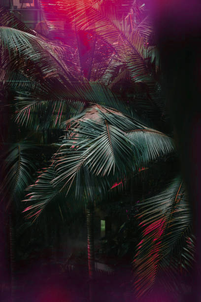 istock Dark green palm leaves pattern in orange light 939798722