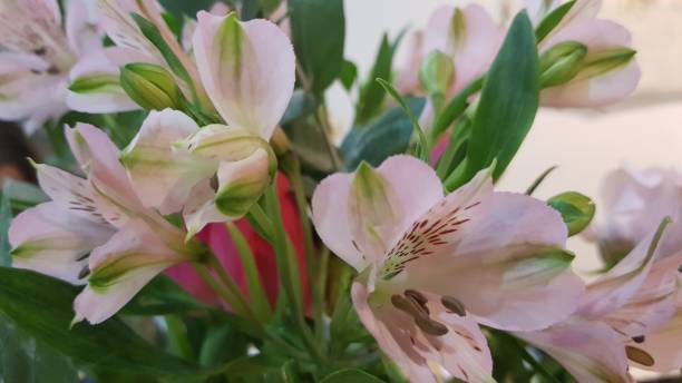 istock Rose lilies bouquet indoors 939803064