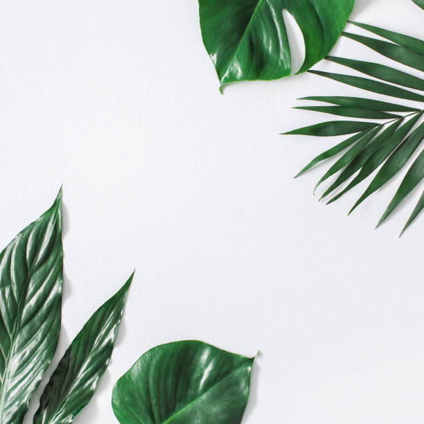 istock Green tropical leaves on gray background. Flat lay, top view 939803078