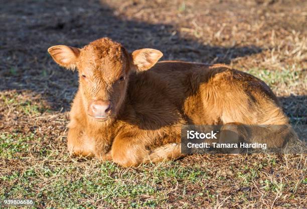 Baby Sapi Anak Sapi Berbaring Di Rumput Hewan Ternak Sapi Foto Stok - Unduh ...